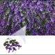 Пано от изкуствена зелена декорация с лилави цветчета - 50х50 см