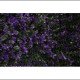 Пано от изкуствена зелена декорация с лилави цветчета - 50х50 см